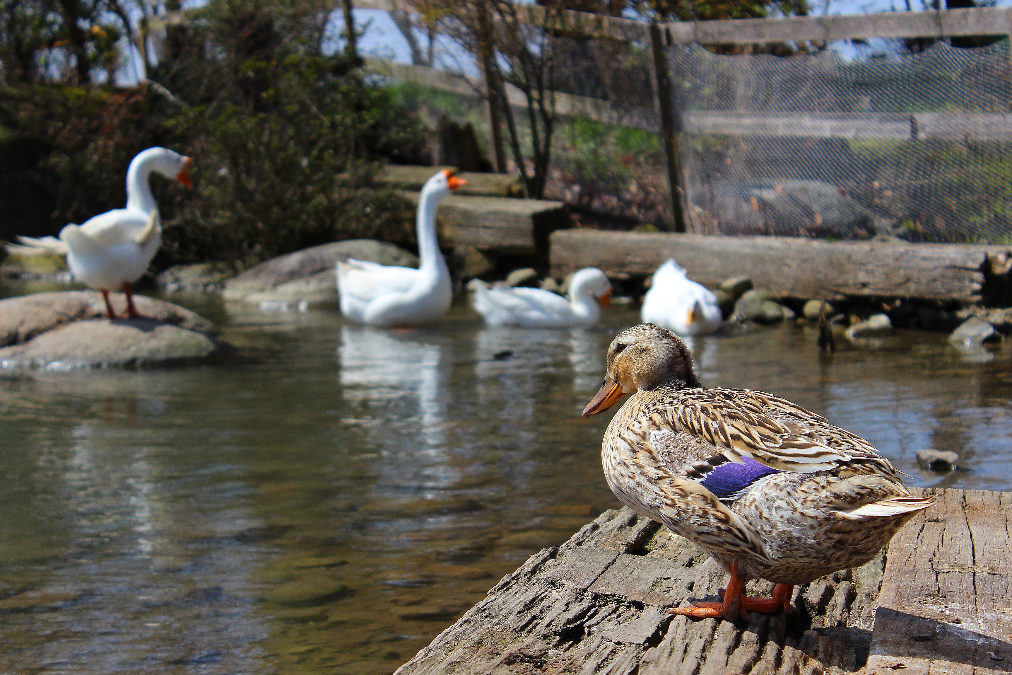 ダックスファーム】アヒルに逢える入善のカフェに行ってきた | 富山の