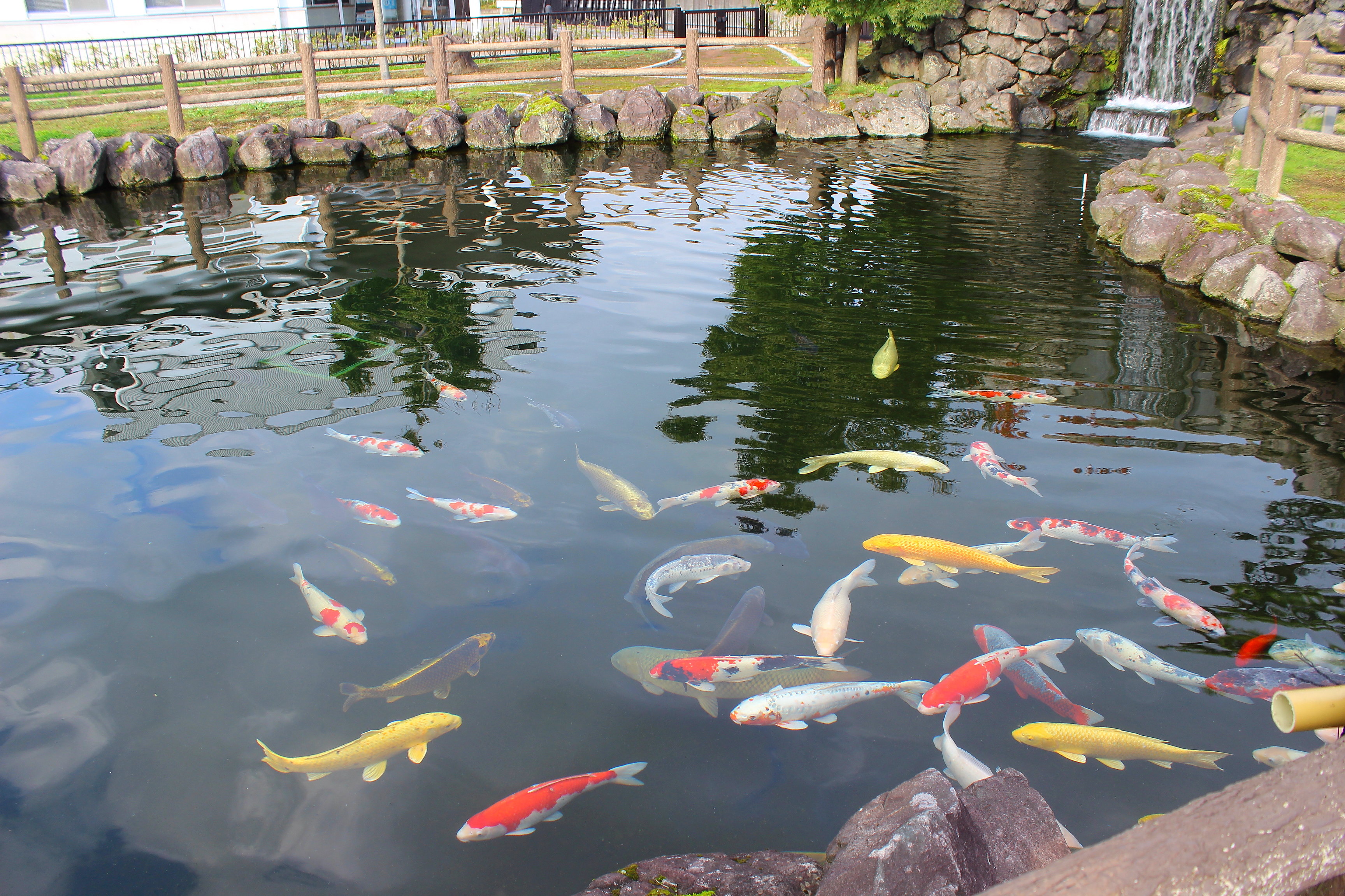 鯉はこうやって養殖される 鯉の里公園 資料館 富山の遊び場