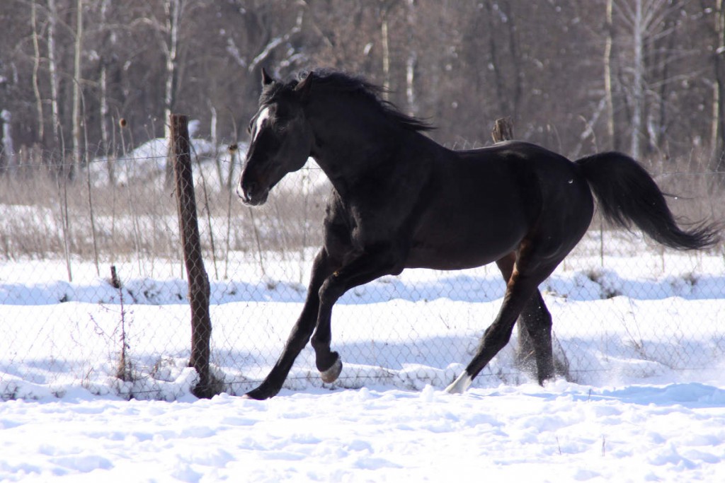 Gallop in the snow