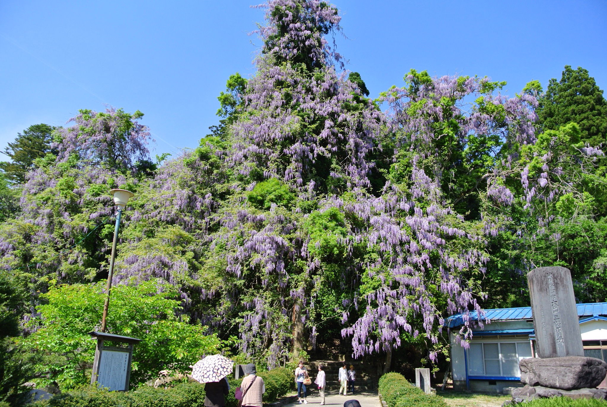 磯部神社の藤の花 想像以上にでかい氷見の花の名所に行ってきた 富山の遊び場