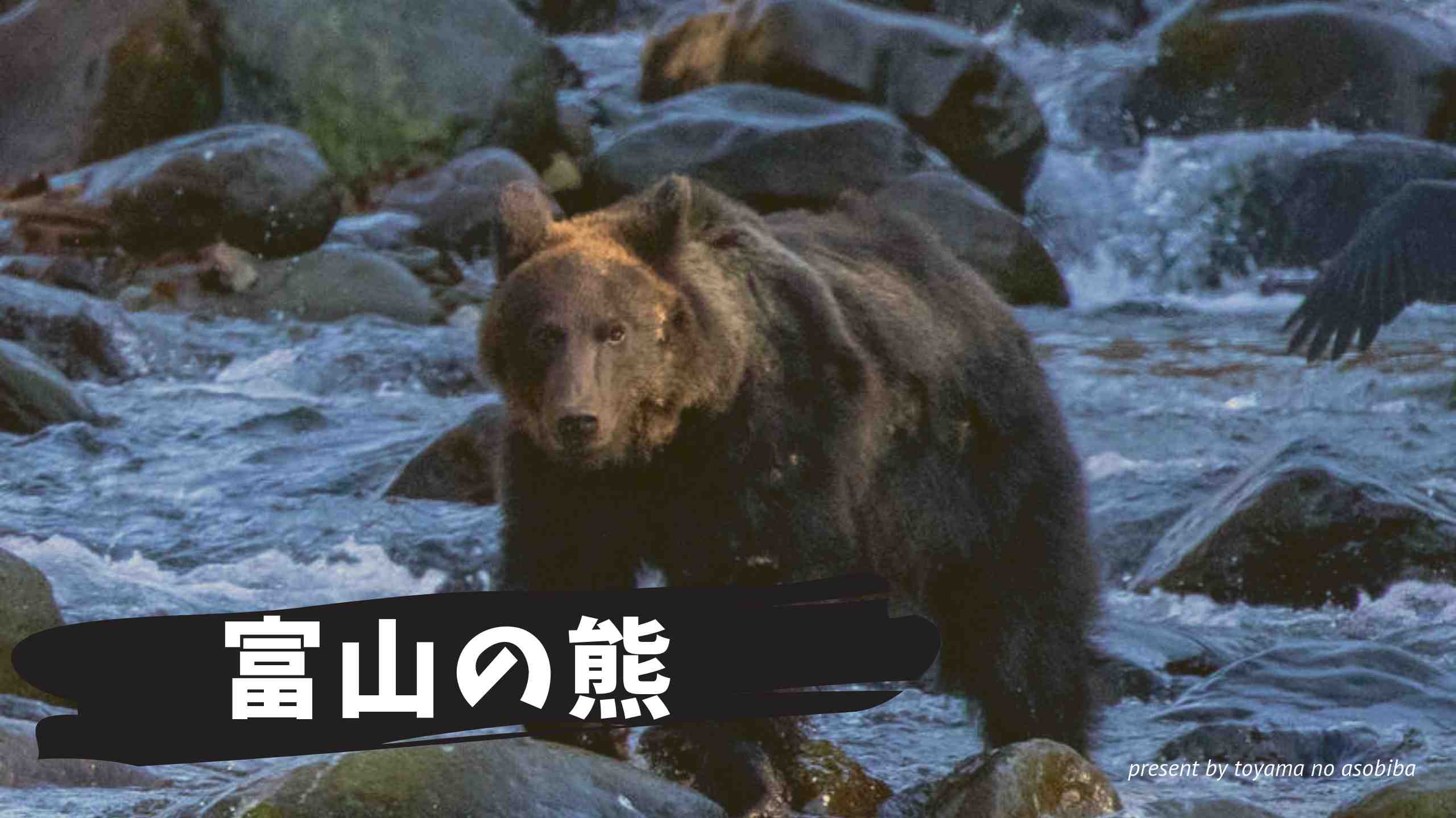 富山のクマ情報 種類や特徴 出没時間など被害に遭わない熊対策まとめ 富山の遊び場
